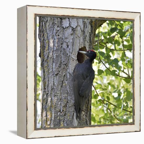 Black woodpecker (Dryocopus martius), male at nest hole. Danube Delta, Romania. May-Loic Poidevin-Framed Premier Image Canvas