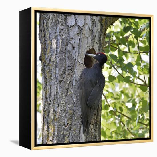 Black woodpecker (Dryocopus martius), male at nest hole. Danube Delta, Romania. May-Loic Poidevin-Framed Premier Image Canvas