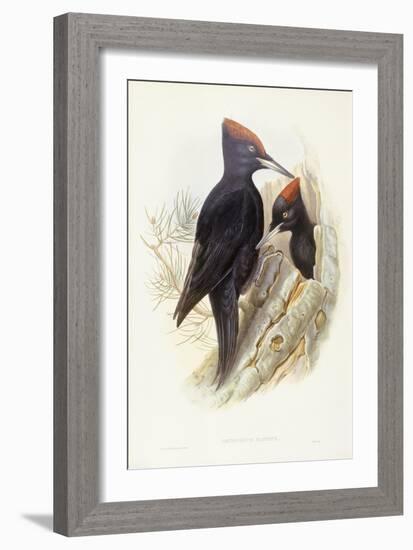 Black Woodpecker (Dryocopus Martius)-John Gould-Framed Giclee Print