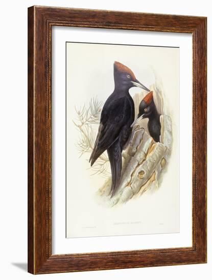 Black Woodpecker (Dryocopus Martius)-John Gould-Framed Giclee Print