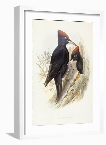 Black Woodpecker (Dryocopus Martius)-John Gould-Framed Giclee Print