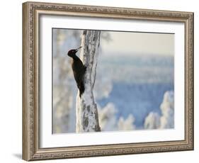 Black woodpecker male on snowy tree trunk, Kuusamo, Finland, February.-Markus Varesvuo-Framed Photographic Print