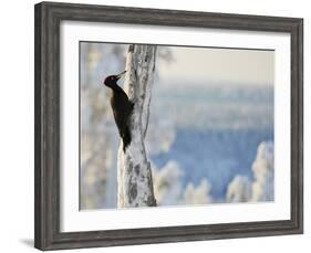 Black woodpecker male on snowy tree trunk, Kuusamo, Finland, February.-Markus Varesvuo-Framed Photographic Print