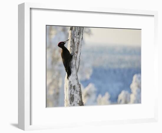 Black woodpecker male on snowy tree trunk, Kuusamo, Finland, February.-Markus Varesvuo-Framed Photographic Print