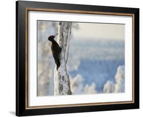 Black woodpecker male on snowy tree trunk, Kuusamo, Finland, February.-Markus Varesvuo-Framed Photographic Print