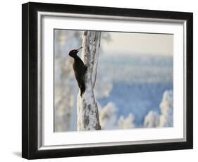 Black woodpecker male on snowy tree trunk, Kuusamo, Finland, February.-Markus Varesvuo-Framed Photographic Print