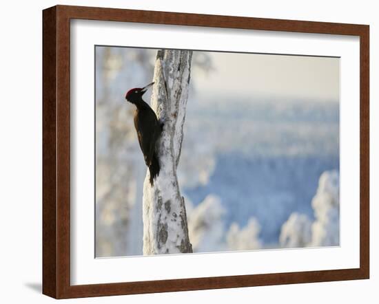 Black woodpecker male on snowy tree trunk, Kuusamo, Finland, February.-Markus Varesvuo-Framed Photographic Print