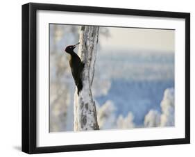 Black woodpecker male on snowy tree trunk, Kuusamo, Finland, February.-Markus Varesvuo-Framed Photographic Print