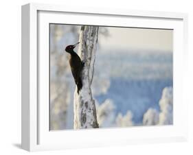Black woodpecker male on snowy tree trunk, Kuusamo, Finland, February.-Markus Varesvuo-Framed Photographic Print