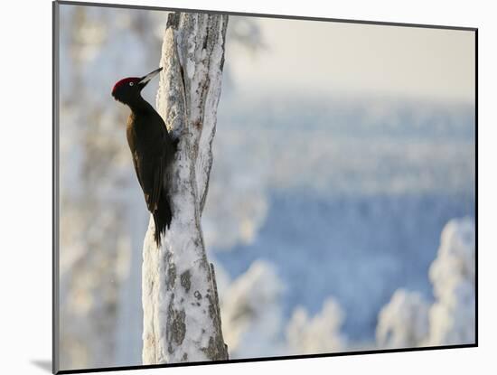 Black woodpecker male on snowy tree trunk, Kuusamo, Finland, February.-Markus Varesvuo-Mounted Photographic Print