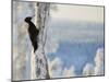 Black woodpecker male on snowy tree trunk, Kuusamo, Finland, February.-Markus Varesvuo-Mounted Photographic Print