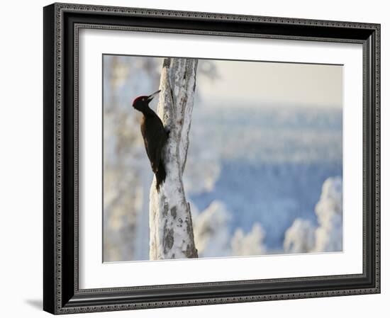 Black woodpecker male on snowy tree trunk, Kuusamo, Finland, February.-Markus Varesvuo-Framed Photographic Print