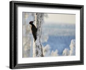 Black woodpecker male on snowy tree trunk, Kuusamo, Finland, February.-Markus Varesvuo-Framed Photographic Print