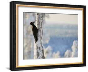 Black woodpecker male on snowy tree trunk, Kuusamo, Finland, February.-Markus Varesvuo-Framed Photographic Print