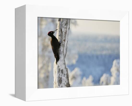 Black woodpecker male on snowy tree trunk, Kuusamo, Finland, February.-Markus Varesvuo-Framed Premier Image Canvas