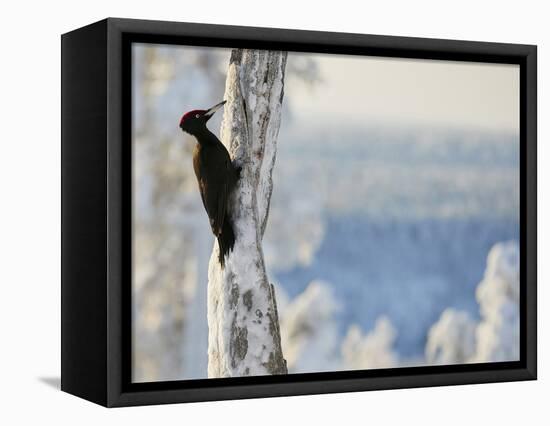 Black woodpecker male on snowy tree trunk, Kuusamo, Finland, February.-Markus Varesvuo-Framed Premier Image Canvas