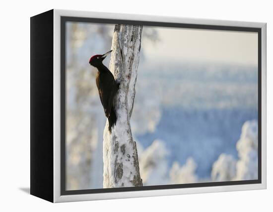 Black woodpecker male on snowy tree trunk, Kuusamo, Finland, February.-Markus Varesvuo-Framed Premier Image Canvas