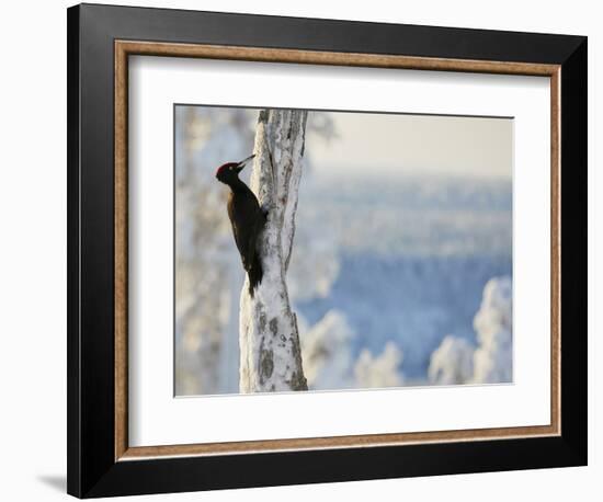 Black woodpecker male on snowy tree trunk, Kuusamo, Finland, February.-Markus Varesvuo-Framed Photographic Print