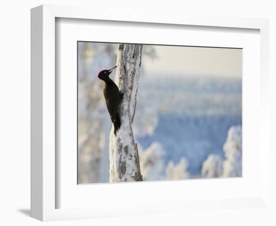 Black woodpecker male on snowy tree trunk, Kuusamo, Finland, February.-Markus Varesvuo-Framed Photographic Print