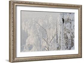 Black woodpecker male on tree trunk, hoar frost, Finland-Markus Varesvuo-Framed Photographic Print