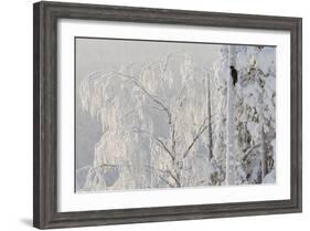 Black woodpecker male on tree trunk, hoar frost, Finland-Markus Varesvuo-Framed Photographic Print