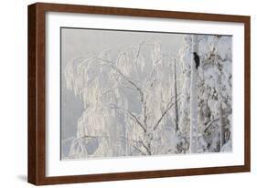Black woodpecker male on tree trunk, hoar frost, Finland-Markus Varesvuo-Framed Photographic Print