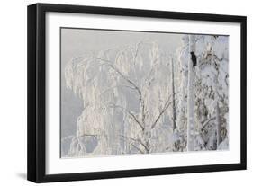 Black woodpecker male on tree trunk, hoar frost, Finland-Markus Varesvuo-Framed Photographic Print