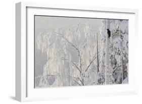 Black woodpecker male on tree trunk, hoar frost, Finland-Markus Varesvuo-Framed Photographic Print