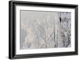 Black woodpecker male on tree trunk, hoar frost, Finland-Markus Varesvuo-Framed Photographic Print