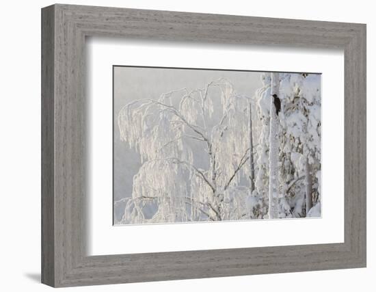 Black woodpecker male on tree trunk, hoar frost, Finland-Markus Varesvuo-Framed Photographic Print