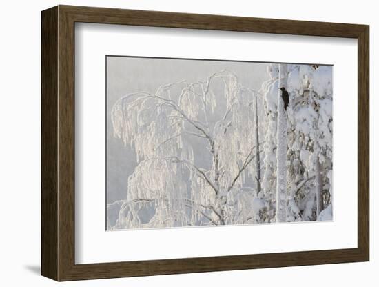 Black woodpecker male on tree trunk, hoar frost, Finland-Markus Varesvuo-Framed Photographic Print