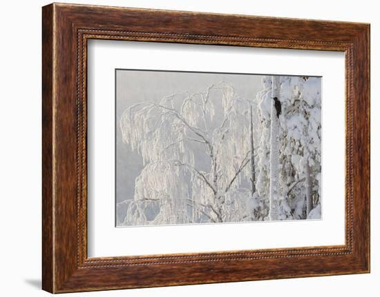 Black woodpecker male on tree trunk, hoar frost, Finland-Markus Varesvuo-Framed Photographic Print