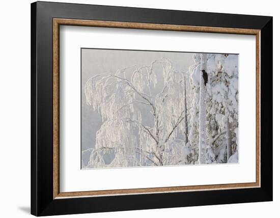 Black woodpecker male on tree trunk, hoar frost, Finland-Markus Varesvuo-Framed Photographic Print