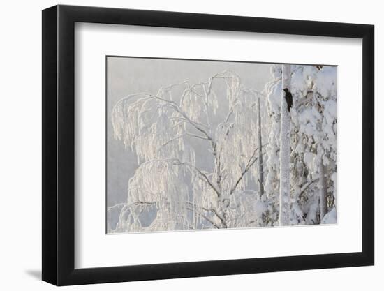 Black woodpecker male on tree trunk, hoar frost, Finland-Markus Varesvuo-Framed Photographic Print