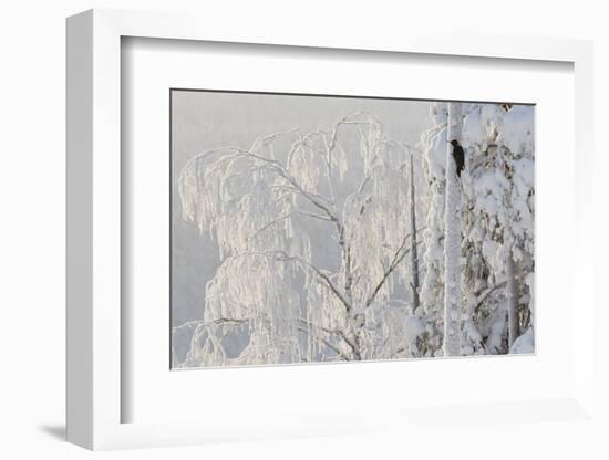 Black woodpecker male on tree trunk, hoar frost, Finland-Markus Varesvuo-Framed Photographic Print