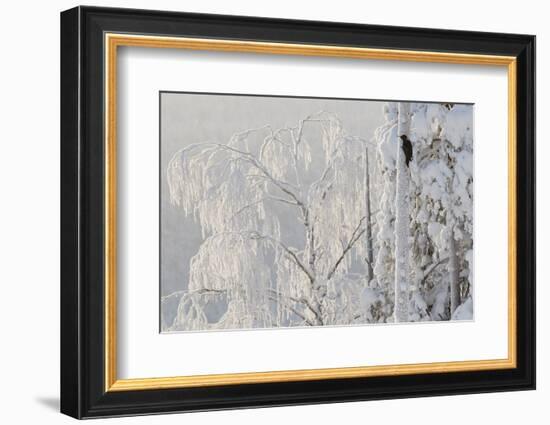 Black woodpecker male on tree trunk, hoar frost, Finland-Markus Varesvuo-Framed Photographic Print