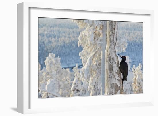 Black woodpecker male perched on tree, Kuusamo, Finland-Markus Varesvuo-Framed Photographic Print