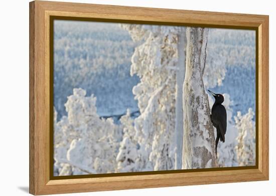 Black woodpecker male perched on tree, Kuusamo, Finland-Markus Varesvuo-Framed Premier Image Canvas