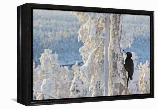 Black woodpecker male perched on tree, Kuusamo, Finland-Markus Varesvuo-Framed Premier Image Canvas