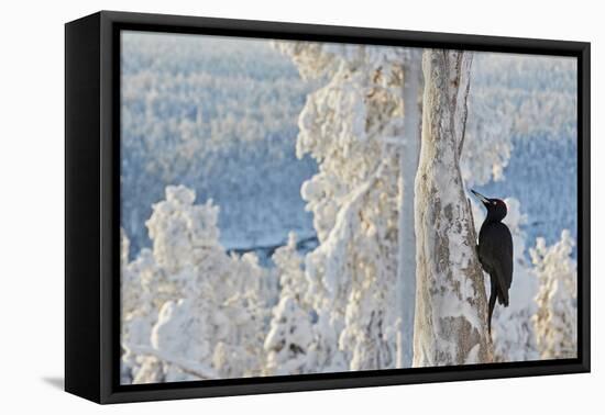 Black woodpecker male perched on tree, Kuusamo, Finland-Markus Varesvuo-Framed Premier Image Canvas