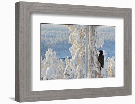 Black woodpecker male perched on tree, Kuusamo, Finland-Markus Varesvuo-Framed Photographic Print