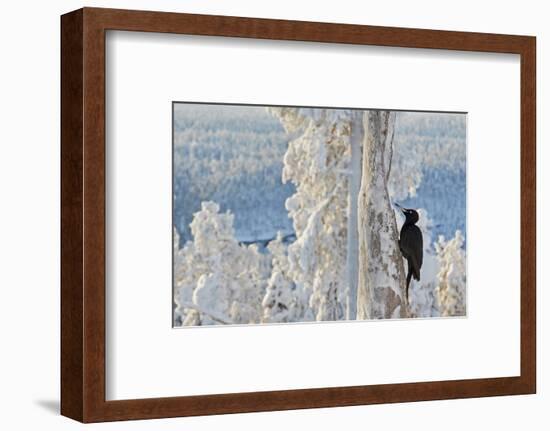 Black woodpecker male perched on tree, Kuusamo, Finland-Markus Varesvuo-Framed Photographic Print