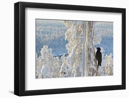 Black woodpecker male perched on tree, Kuusamo, Finland-Markus Varesvuo-Framed Photographic Print