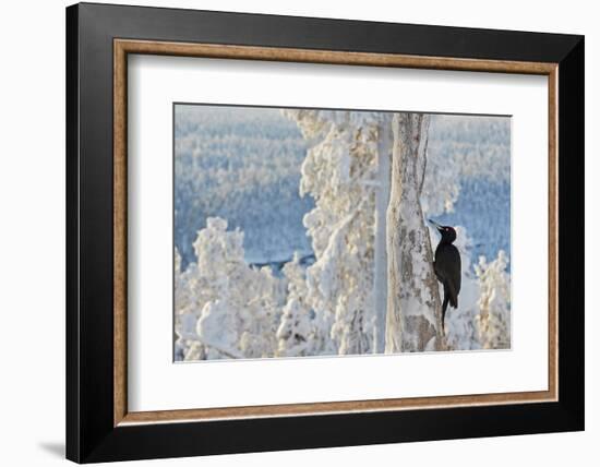Black woodpecker male perched on tree, Kuusamo, Finland-Markus Varesvuo-Framed Photographic Print