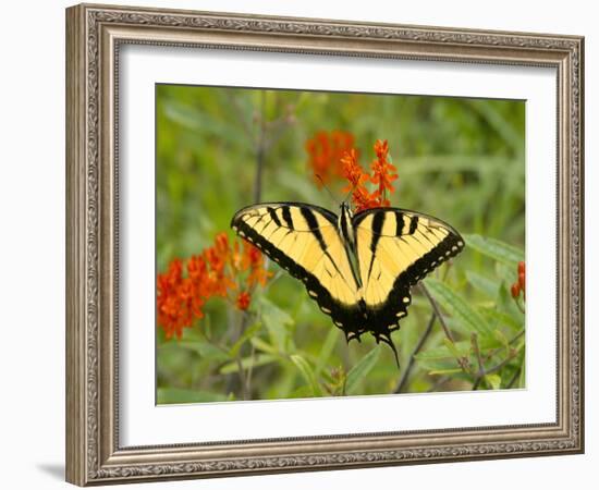 Black Yellow Butterfly I-Kathy Mansfield-Framed Photographic Print