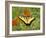 Black Yellow Butterfly I-Kathy Mansfield-Framed Photographic Print