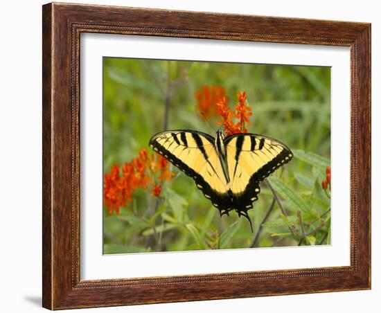 Black Yellow Butterfly I-Kathy Mansfield-Framed Photographic Print