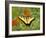 Black Yellow Butterfly I-Kathy Mansfield-Framed Photographic Print