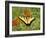 Black Yellow Butterfly I-Kathy Mansfield-Framed Photographic Print