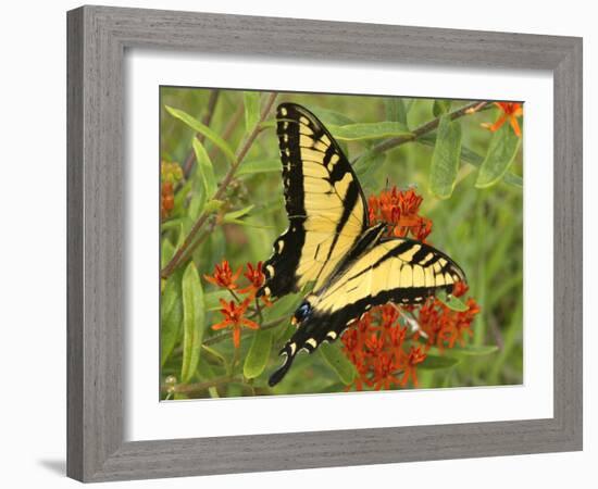 Black Yellow Butterfly II-Kathy Mansfield-Framed Photographic Print